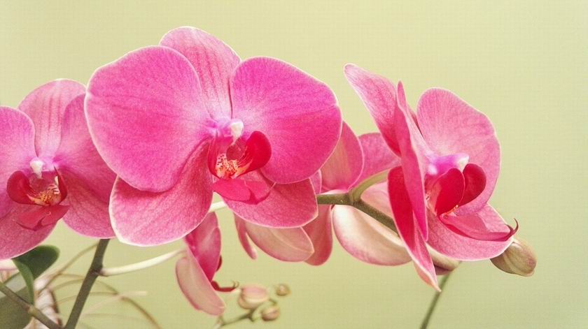 Orchidea öntözése