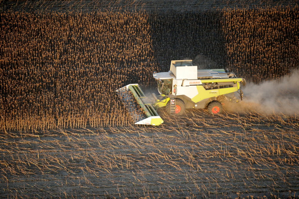 napraforgő-aratás-kombájn-mezőgazdaság