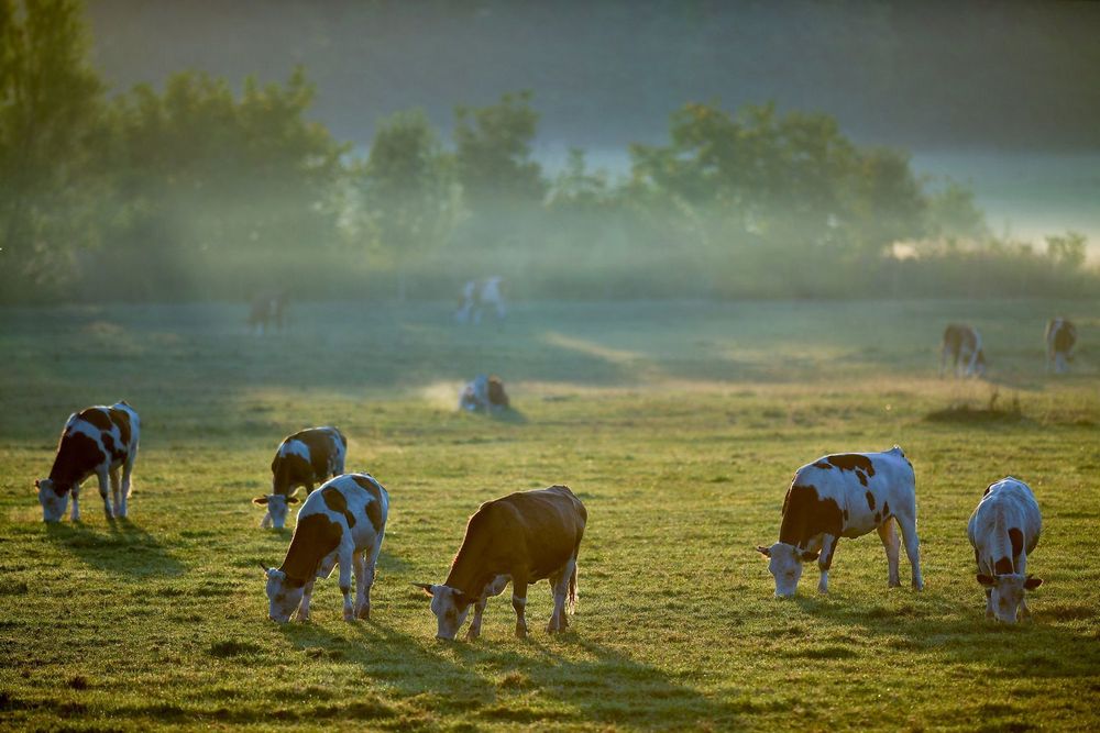 tehenek-szarvasmarha-ártéri-legeltetés