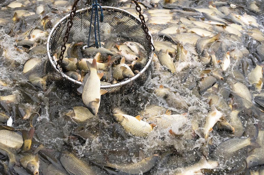 hal-halászat-lehalászás