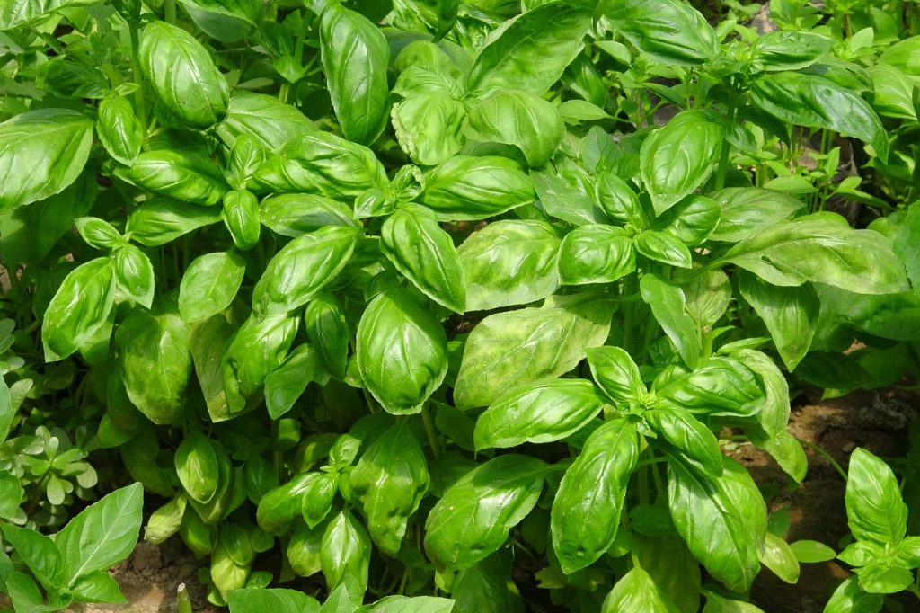 basil2