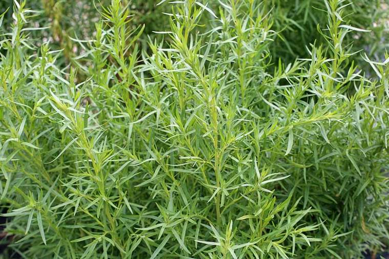 Artemisia darunculus