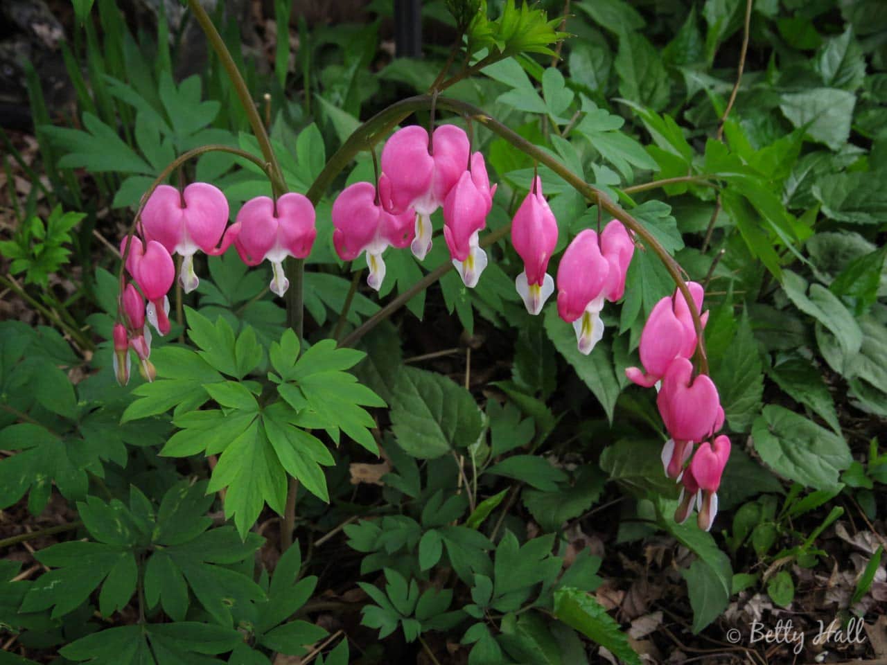 Bleeding Heart szivvirag min