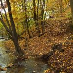 Új fejlesztési támogatás nyílik az erdőgazdálkodók számára