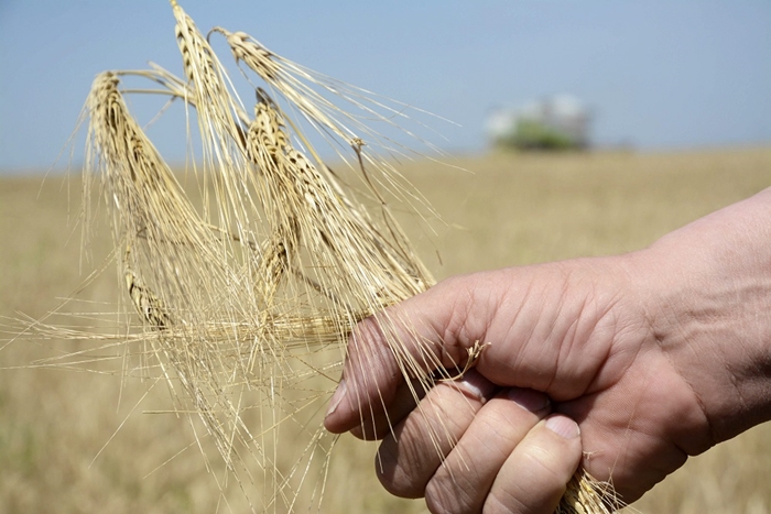 aratás_ősziárpa_árpa bioárpa