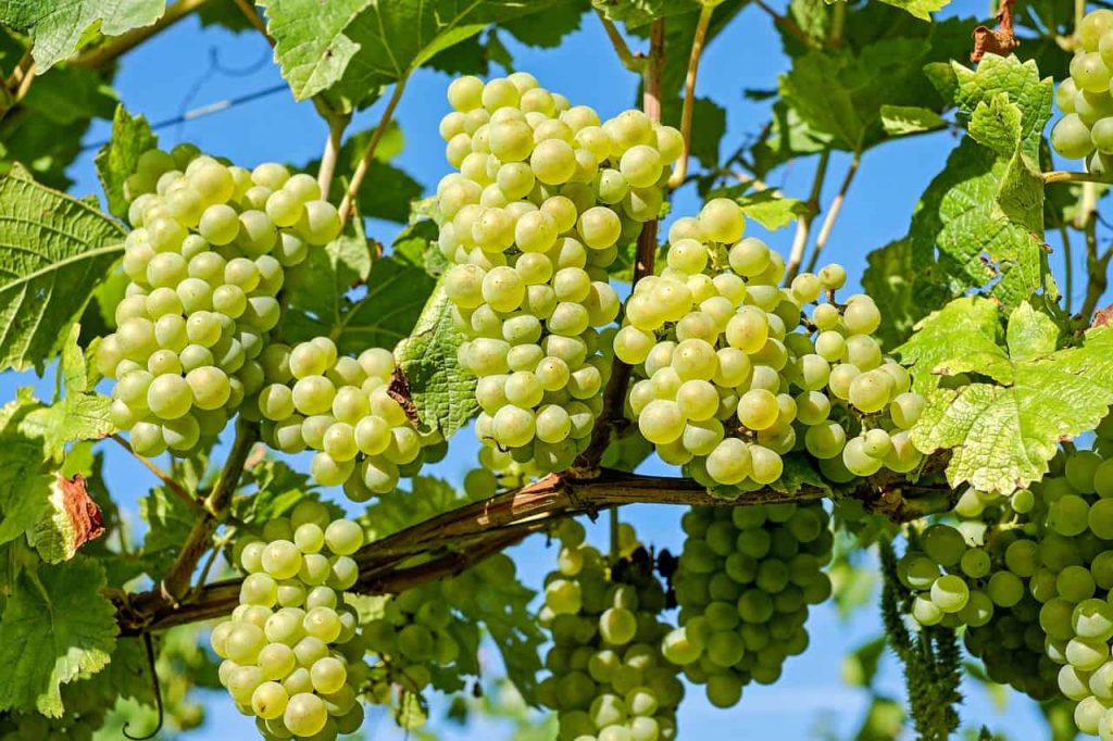 Kiemelkedően hatékony védekezés a szőlő lisztharmat ellen a virágzástól a fürtzáródásig