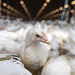Több milliárdot csaltak el a csirkefarm-korszerűsítők