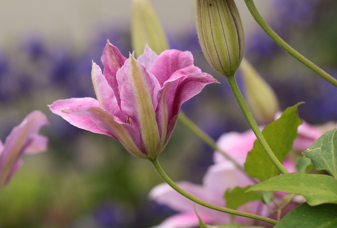 clematis pink