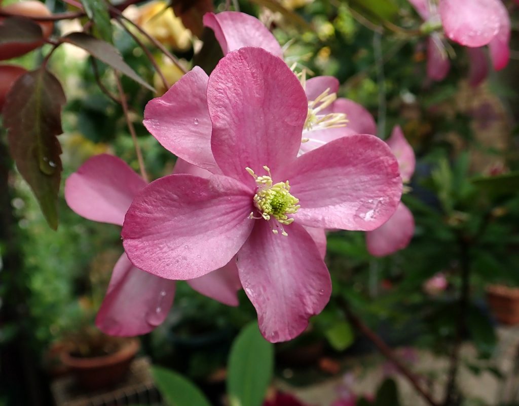 clematis pink2