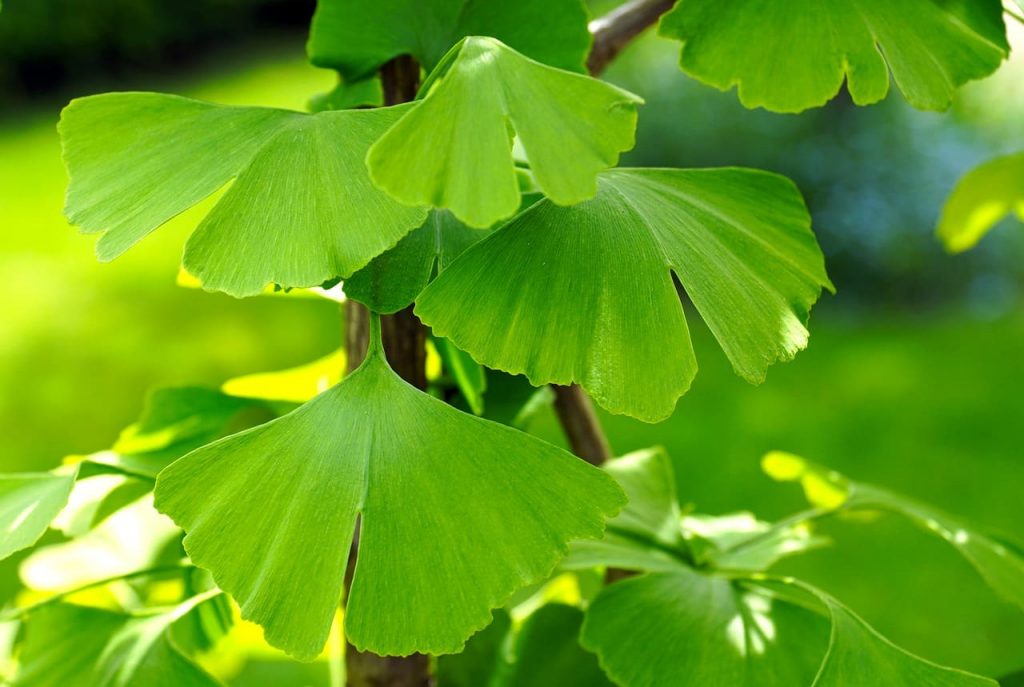 ginkgobiloba min