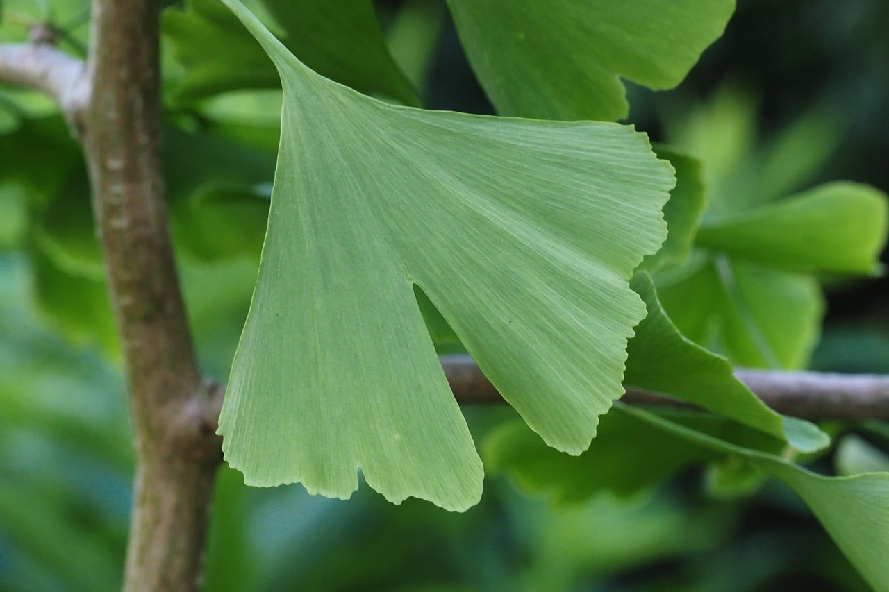 ginkgobiloba.2 min