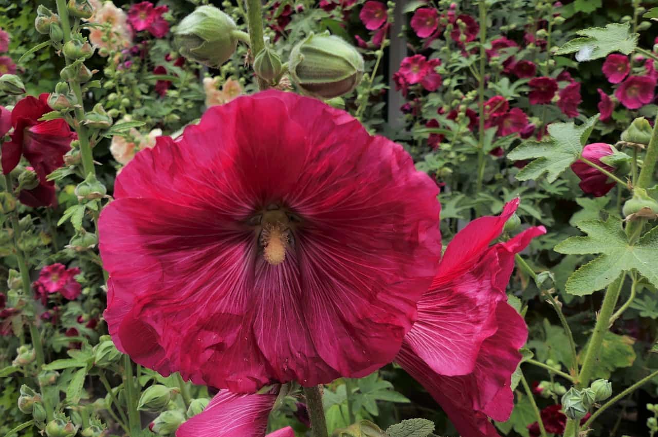 kertimalyvarozsa Alcea rosea hollyhock min