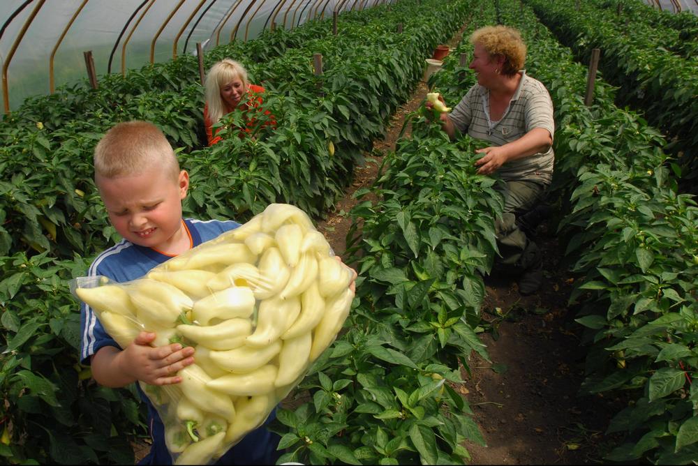 kistermelő őstermelő fóliasátor paprika családi-vállalkozás