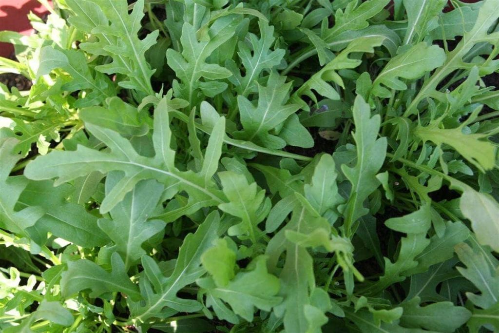 ruccola