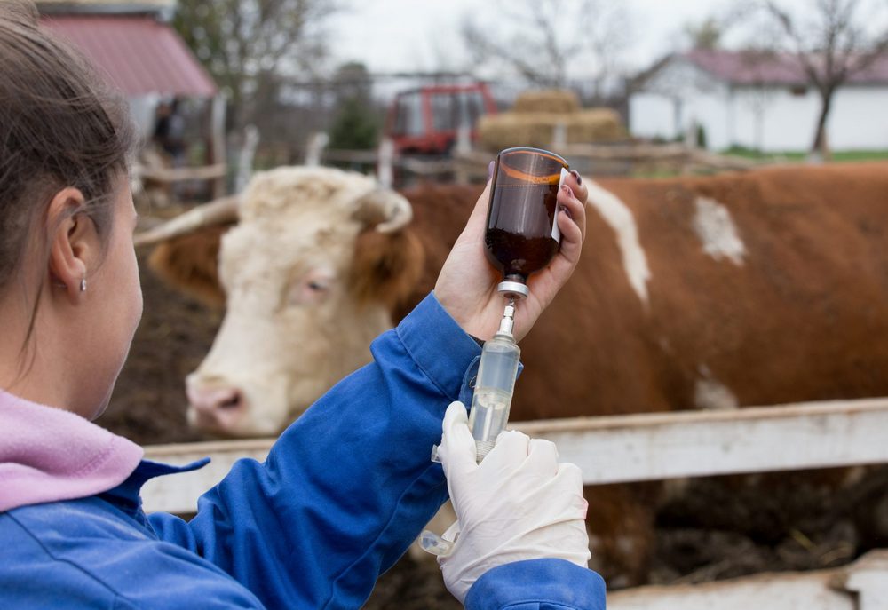 állatgyógyászat állatorvos tehén szarvasmarha