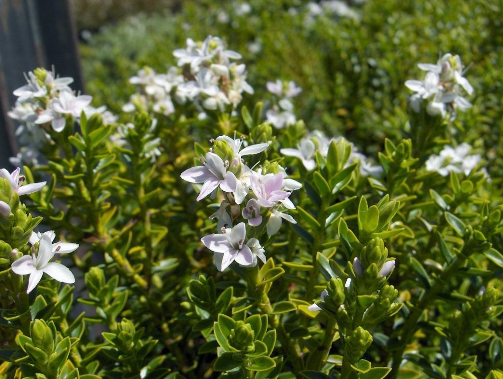 Hebe buxifolia