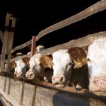 Újabb támogatások segítik az állattenyésztőket