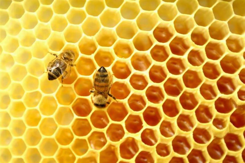 méhpempő