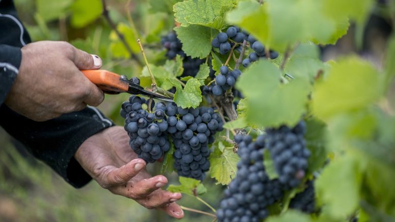 szüret szőlő szőlészet Pinot noir villány