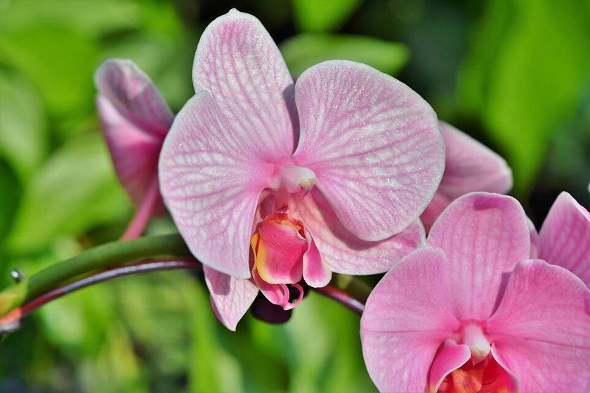 Orchidea fényigénye