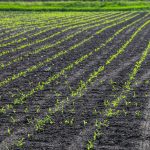 Újabb földterületek megvásárlására nyílik lehetőség