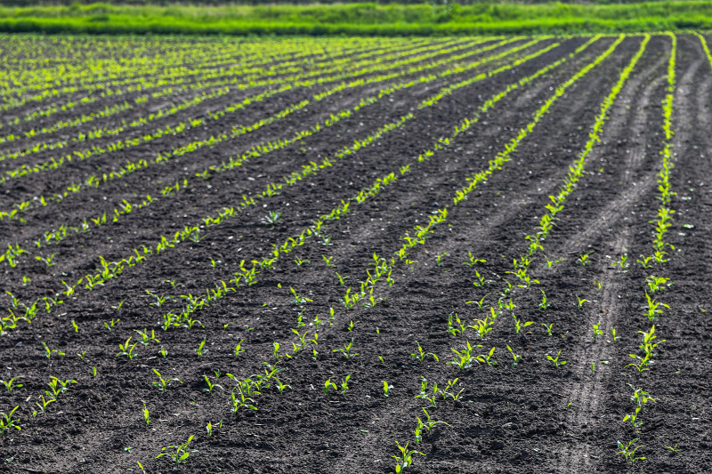 kukorica termőföld palánta
