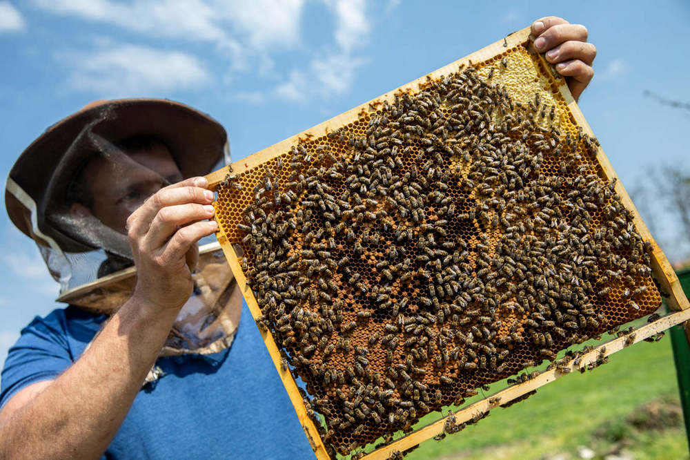 méhész kaptár méh