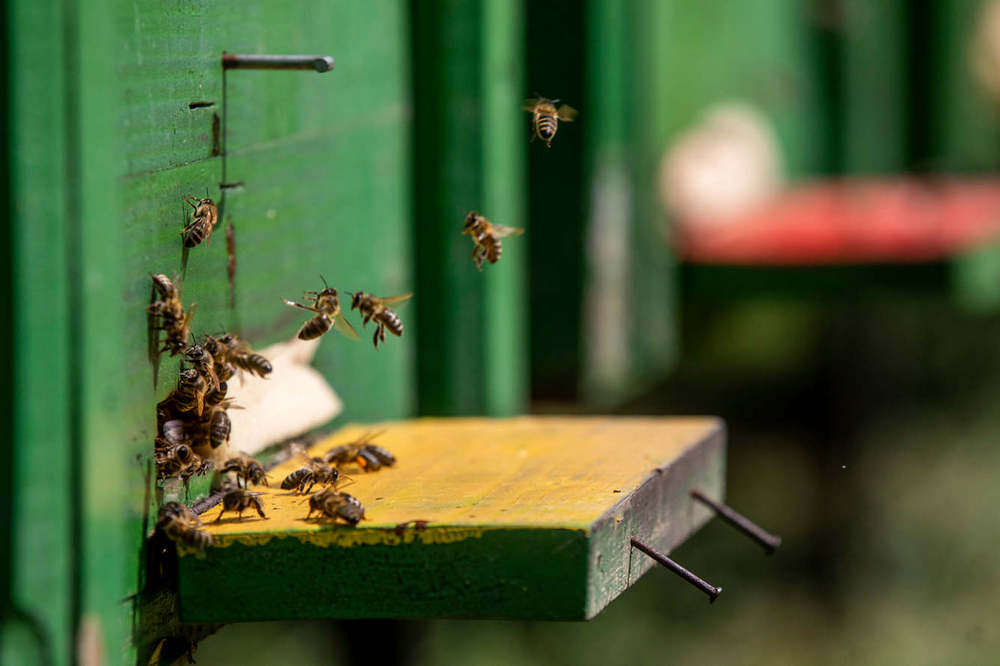 méhészet méh kaptár