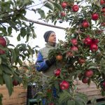 Családi vállalkozásoknak kedvez a romániai EU-s agrártámogatás