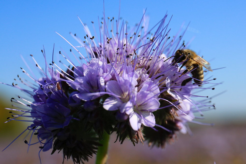 facélia-mézontófű méh méhecske