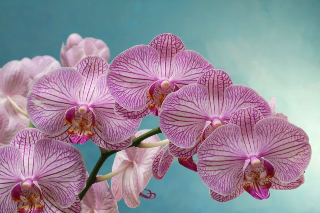 orchidea