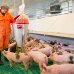 Újabb elemmel bővült a sertéstartók és -tenyésztők támogatása