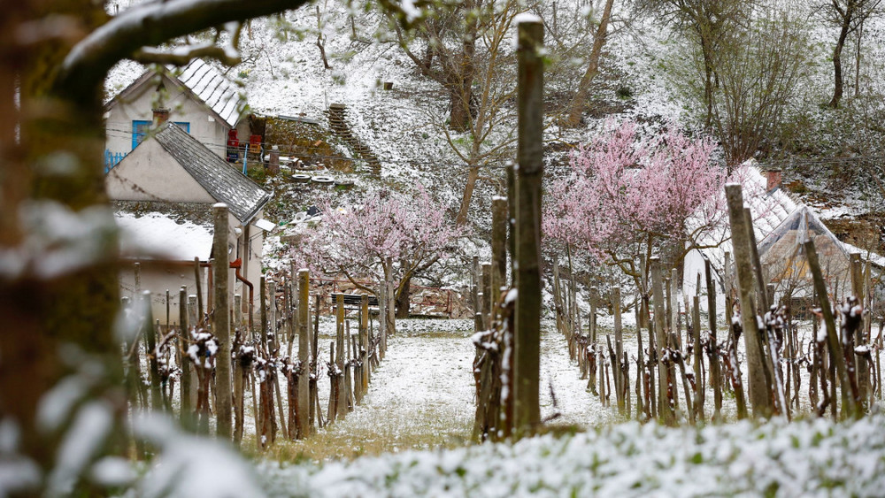 tavaszi-fagy-fagykár szőlő kiskert havazás