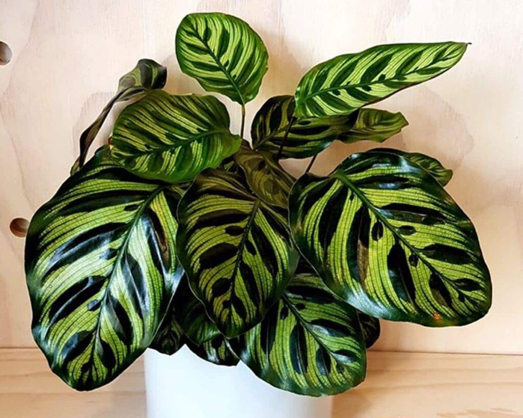 Zebralevél, Calathea Makoyana