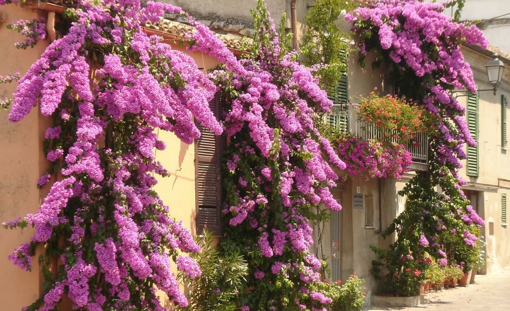 Bougainvillea teleltetése