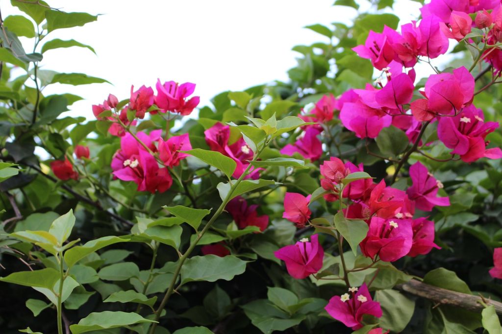 Bougainvillea teleltetése