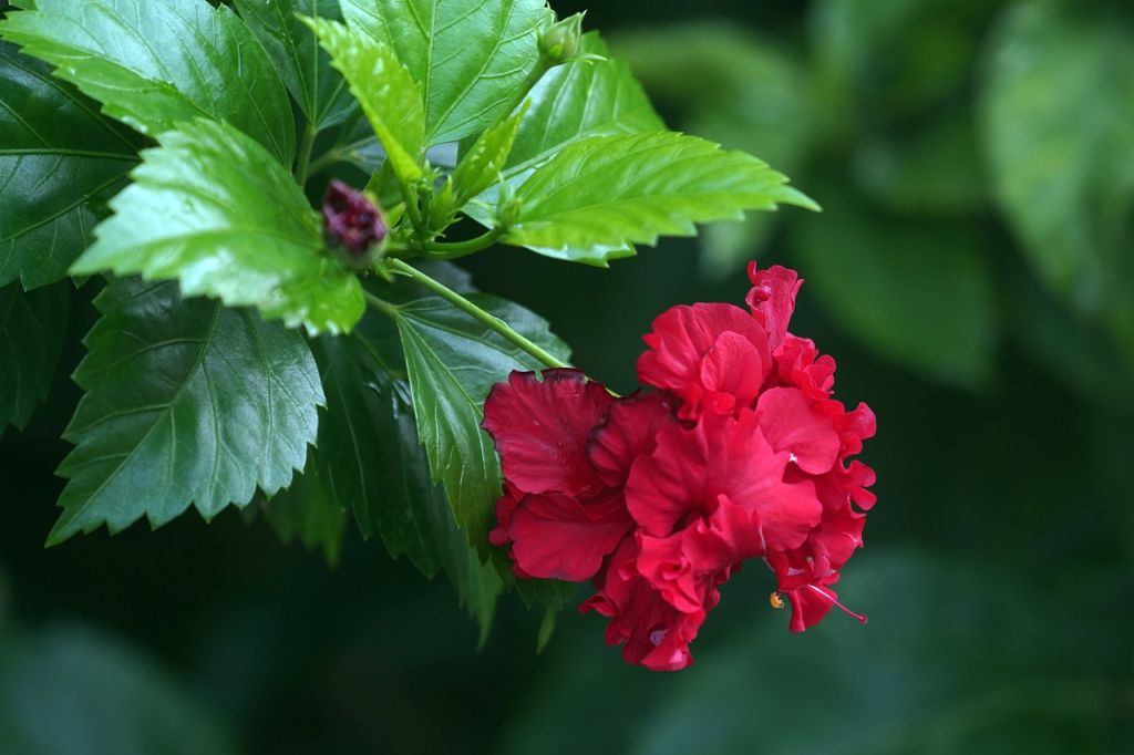 Hibiszkusz teleltetése 