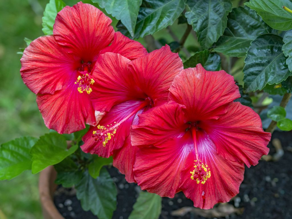 Hibiszkusz teleltetése