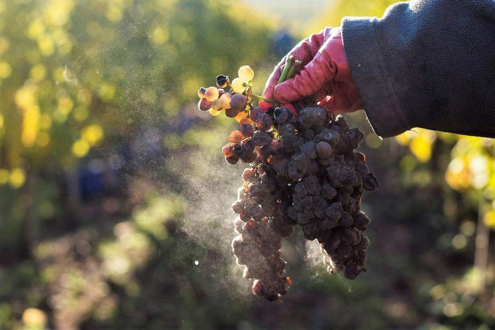 szőlő szőlészet szüret tokaj hegyalja aszú