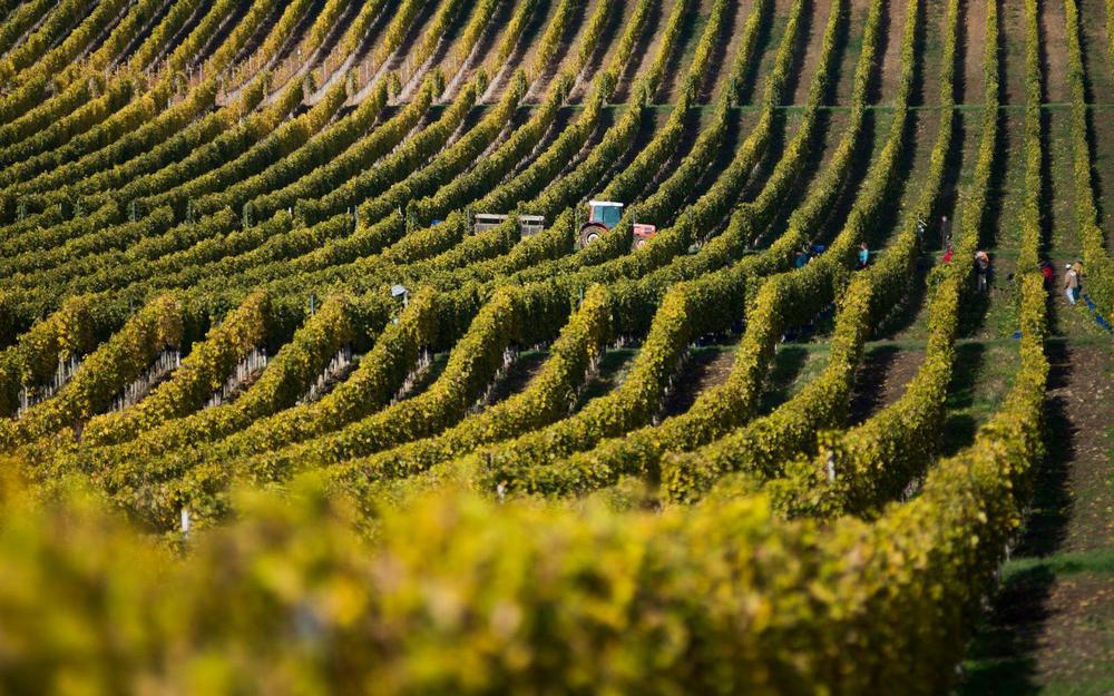 szőlő szőlészet szüret tokaj hegyalja