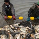 Krízistámogatás a magyar halgazdálkodóknak