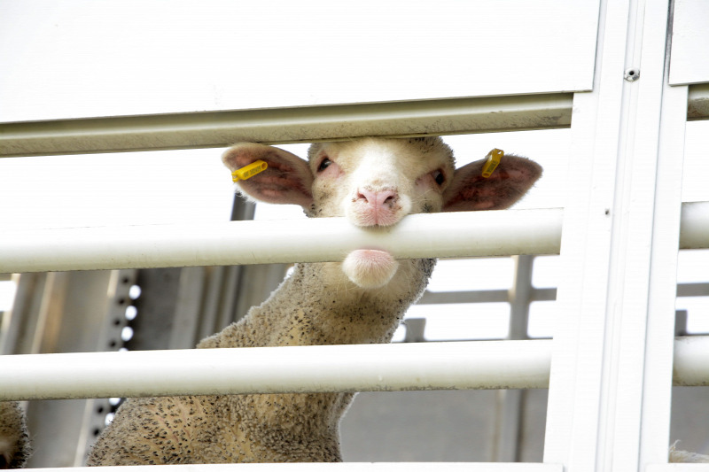 állat-bárány-kisbárány állatszállítás