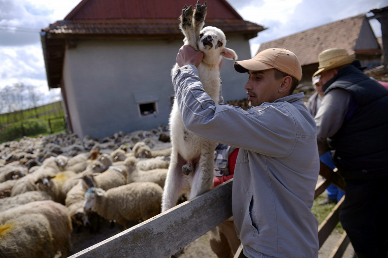bárány-kisbárány bari juh nyáj pásztor