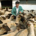 Állatjóléti támogatásra pályázhatnak a juh- és kecsketartók