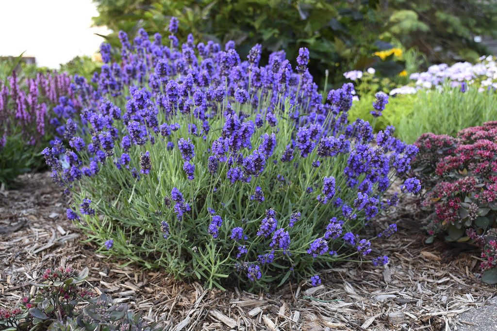 levendula, Lavandula angustifolia