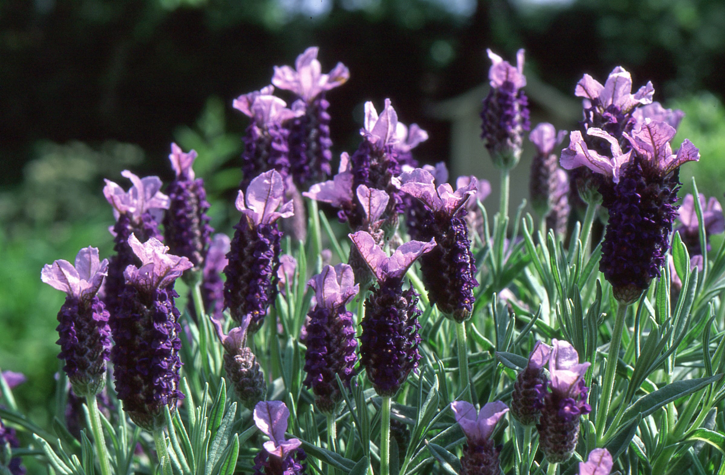 levendula fajták, Lavandula Stoechas