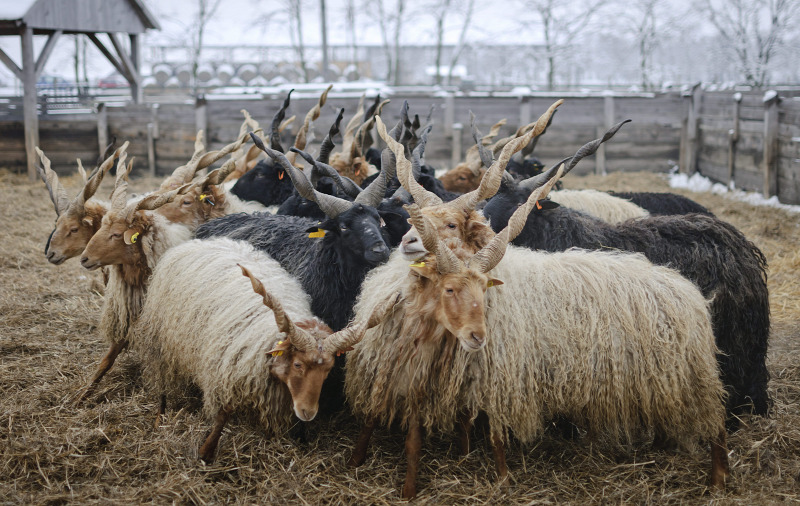 racka juh rackajuh hortobágy