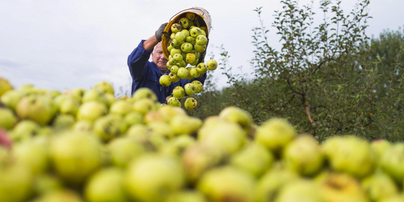 alma-almaszüret-bio biogyümölcs