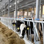 Mentőöv az állattenyésztőknek: 3 milliárd forint értékű támogatást kapnak a magyar gazdák