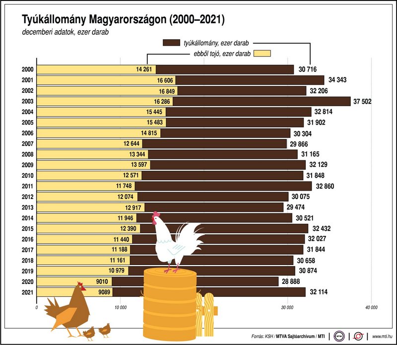 tyúk tyúkállomány